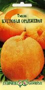 тыква Кустовая оранжевая фото среднеспелая от 5 до 20 кг, выращивание, посадка и уход, купить Кустовая оранжевая семена