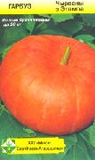 Красная из Этампа (Руж виф д Етамп) сорт тыквы