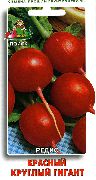 редис Красный круглый гигант  фото среднеспелый сорт, выращивание, посадка и уход, купить Красный круглый гигант  семена