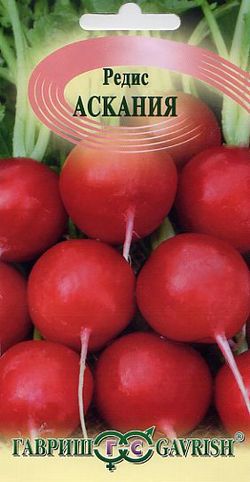 редис Аскания фото раннеспелый сорт, выращивание, посадка и уход, купить Аскания семена