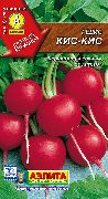редис Кис-Кис фото среднеспелый сорт, выращивание, посадка и уход, купить Кис-Кис семена
