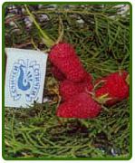 малина Гигант рубиновый фото ранний очень крупные (от 4г), выращивание, посадка и уход, купить Гигант рубиновый саженцы
