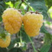 Челябинская желтая  сорт малины