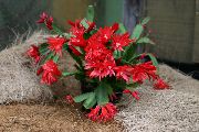 домашние растения Рипсалидопсис кактус лесной фото, выращивание, посадка и уход, купить Rhipsalidopsis  кактус лесной семена, красные