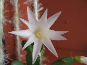 домашние растения Рипсалидопсис кактус лесной фото, выращивание, посадка и уход, купить Rhipsalidopsis  кактус лесной семена, белые