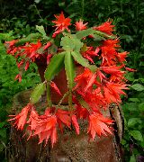 домашние растения Рипсалидопсис кактус лесной фото, выращивание, посадка и уход, купить Rhipsalidopsis  кактус лесной семена, оранжевые