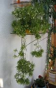 домашние растения Рипсалис кактус лесной фото, выращивание, посадка и уход, купить Rhipsalis  кактус лесной семена, белые