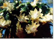домашние растения Шлюмбергера (Декабрист или Зигокактус) кактус лесной фото, выращивание, посадка и уход, купить Schlumbergera  кактус лесной семена, желтые