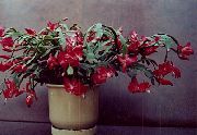 домашние растения Шлюмбергера (Декабрист или Зигокактус) кактус лесной фото, выращивание, посадка и уход, купить Schlumbergera  кактус лесной семена, бордовые