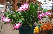 домашние растения Шлюмбергера (Декабрист или Зигокактус) кактус лесной фото, выращивание, посадка и уход, купить Schlumbergera  кактус лесной семена, розовые