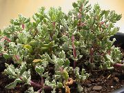 домашние растения Оскулария суккулент фото, выращивание, посадка и уход, купить Oscularia суккулент семена, сиреневые