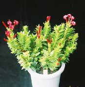 домашние растения Рохея суккулент фото, выращивание, посадка и уход, купить Rochea суккулент семена, красные