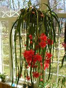 домашние растения Эпифиллум кактус лесной фото, выращивание, посадка и уход, купить Epiphyllum кактус лесной семена, красные