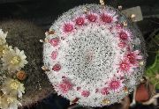     , ,   ,  Mammillaria    , 