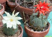 домашние растения Матукана  кактус пустынный фото, выращивание, посадка и уход, купить Matucana кактус пустынный семена, красные