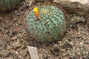 домашние растения Матукана  кактус пустынный фото, выращивание, посадка и уход, купить Matucana кактус пустынный семена, желтые