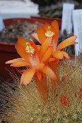 домашние растения Матукана  кактус пустынный фото, выращивание, посадка и уход, купить Matucana кактус пустынный семена, оранжевые