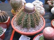 домашние растения Мелокактус  кактус пустынный фото, выращивание, посадка и уход, купить Melocactus кактус пустынный семена, розовые