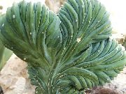 домашние растения Миртиллокактус  кактус лесной фото, выращивание, посадка и уход, купить Myrtillocactus  кактус лесной семена, белые