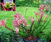  домашние цветы Анигозантос фото, выращивание, посадка и уход, купить Anigozanthos flavidus семена