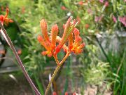  домашние цветы Анигозантос фото, выращивание, посадка и уход, купить Anigozanthos flavidus семена