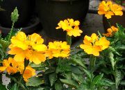  домашние цветы Кроссандра фото, выращивание, посадка и уход, купить Crossandra  семена