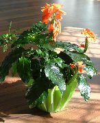 домашние цветы Кроссандра фото, выращивание, посадка и уход, купить Crossandra  семена