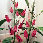 Павония (Триплохламис) комнатные цветы