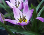 Тюльпан  Tulipa