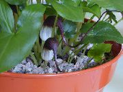  домашние цветы Аризарум (Мышиные хвостики) фото, выращивание, посадка и уход, купить Arisarum proboscideum семена
