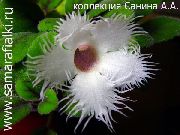  домашние цветы Альсобия фото, выращивание, посадка и уход, купить Alsobia семена