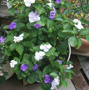  домашние цветы Брунфельсия  фото, выращивание, посадка и уход, купить Brunfelsia  семена