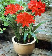  домашние цветы Валлота фото, выращивание, посадка и уход, купить Vallota (Cyrtanthus) семена