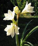  домашние цветы Валлота фото, выращивание, посадка и уход, купить Vallota (Cyrtanthus) семена