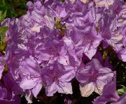 Азалия (Рододендрон) комнатные цветы