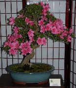     () , ,   ,  Rhododendron  