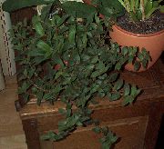 Цианотис комнатные растения