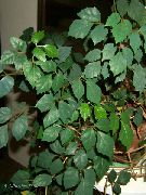 домашние растения Циссус ампельные фото темно-зеленые, выращивание, посадка и уход, купить Cissus  ампельные семена