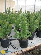домашние растения Аденантос деревья фото зеленые, выращивание, посадка и уход, купить Adenanthos  деревья семена