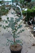 домашние растения Эвкалипт деревья фото зеленые, выращивание, посадка и уход, купить Eucalyptus  деревья семена