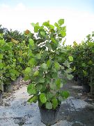 домашние растения Кокколоба  (Морской виноград) деревья фото зеленые, выращивание, посадка и уход, купить Coccoloba  деревья семена