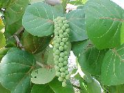 домашние растения Кокколоба  (Морской виноград) деревья фото зеленые, выращивание, посадка и уход, купить Coccoloba  деревья семена