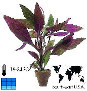 домашние растения Альтернантера кустарники фото фиолетовые, выращивание, посадка и уход, купить Alternanthera  кустарники семена