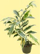 домашние растения Клейера кустарники фото пестрые, выращивание, посадка и уход, купить Cleyera кустарники семена