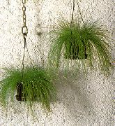 Камыш (Изолепис, Волосяная трава) комнатные растения