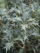 домашние растения Османтус кустарники фото серебристые, выращивание, посадка и уход, купить Osmanthus кустарники семена