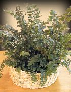 домашние растения Дидимохлена травянистые фото зеленые, выращивание, посадка и уход, купить Didymochlaena травянистые семена