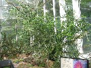 домашние растения Педилантус кустарники фото зеленые, выращивание, посадка и уход, купить Pedilanthus кустарники семена
