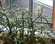 домашние растения Педилантус кустарники фото пестрые, выращивание, посадка и уход, купить Pedilanthus кустарники семена