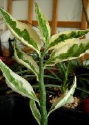 домашние растения Педилантус кустарники фото пестрые, выращивание, посадка и уход, купить Pedilanthus кустарники семена